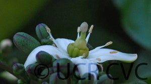 Balsamo citrus daweii CRC3514002