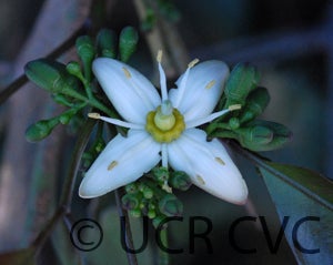 Balsamo citrus daweii CRC3514003