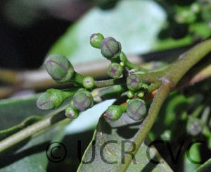 Balsamo citrus daweii CRC3514004