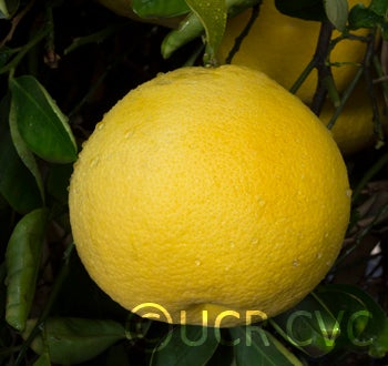 Banokan pummelo CRC3961005