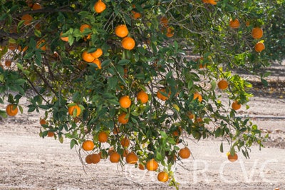 Batangas mandarin CRC3659003