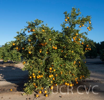 Baygold tangelo CRC4186004