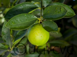 Bearss lime CRC3772006