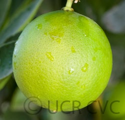 Bearss lime CRC3772008