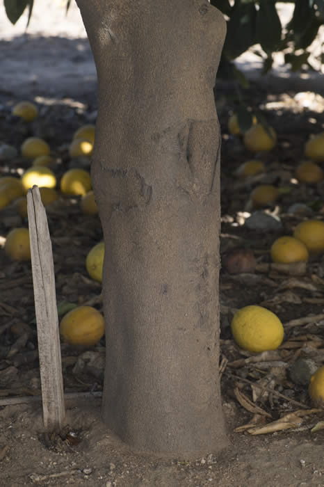 Bearss lime CRC3772009