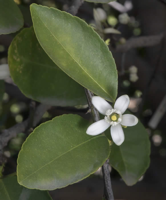 Bearss lime CRC3772011