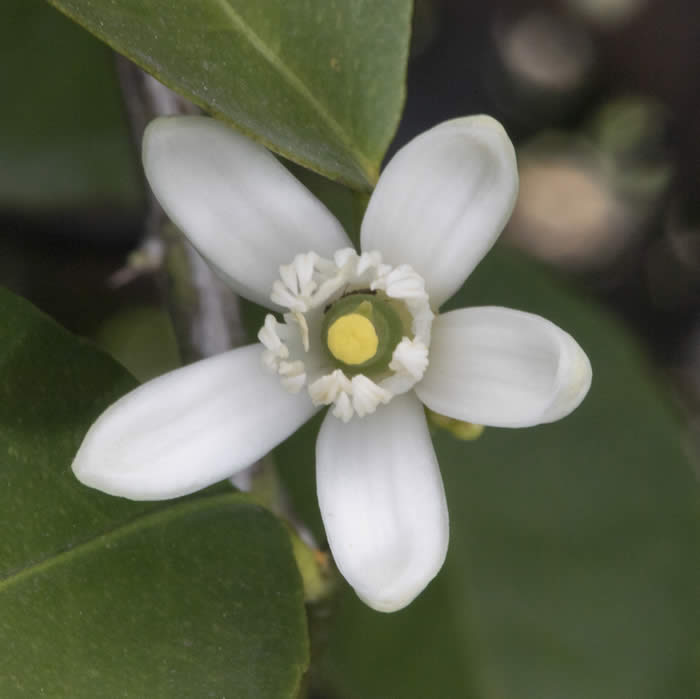 Bearss lime CRC3772012