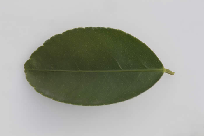 Bearss lime CRC3772013