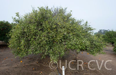 Beledy mandarin CRC3363001