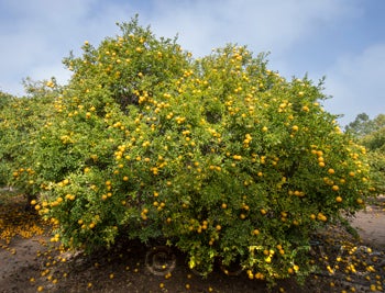 Benecke trifoliate CRC3338001