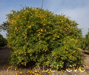 Benecke trifoliate CRC3338002