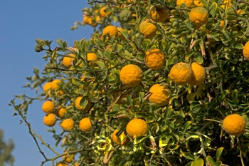  Benecke trifoliate CRC3338003