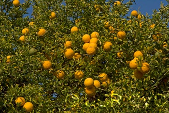 Benecke trifoliate CRC3338005