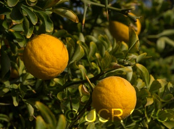 Benecke trifoliate CRC3338006