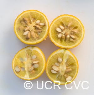 Benecke trifoliate CRC3338007