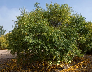 BenoittrifoliateCRC3547002