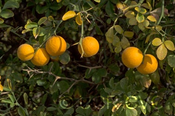 BenoittrifoliateCRC3547003