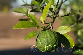 BentoncitrangeCRC3908010