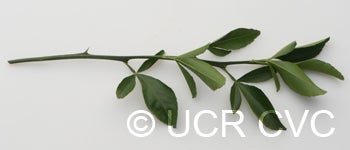 BentoncitrangeCRC3908011