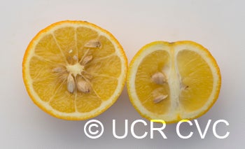 BentoncitrangeCRC3908010