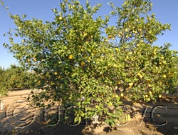 Bergamotto18 CVC3506001