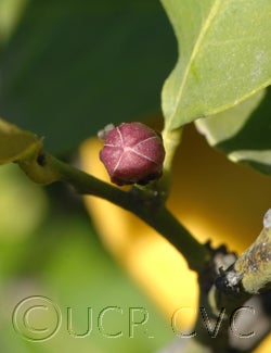 Bergamotto18 CVC3506003