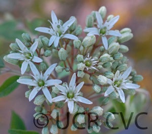 Bergera koenigii flower CRC3165001