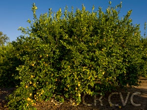 Berna lemon CRC3590001