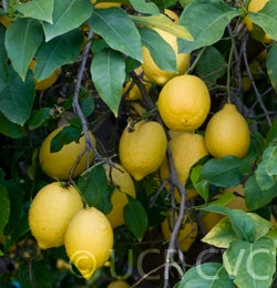 Berna lemon CRC3590003