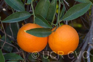 BessiesweetorangeCRC1693004