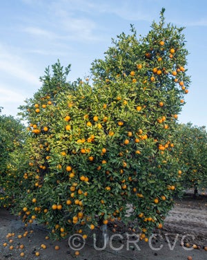 BessiesweetorangeCRC245002