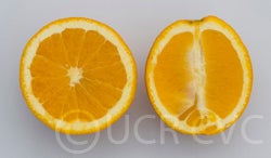 BeynavelorangeCRC3406001