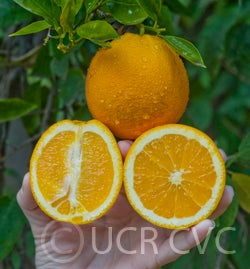 BeynavelorangeCRC3406003