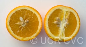 BidwellsBarsweetorangeCRC1512004