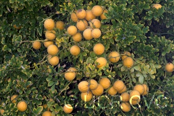 BigLeaftrifoliateCRC4006005