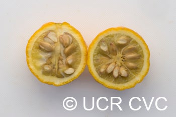 BigLeaftrifoliateCRC4006008