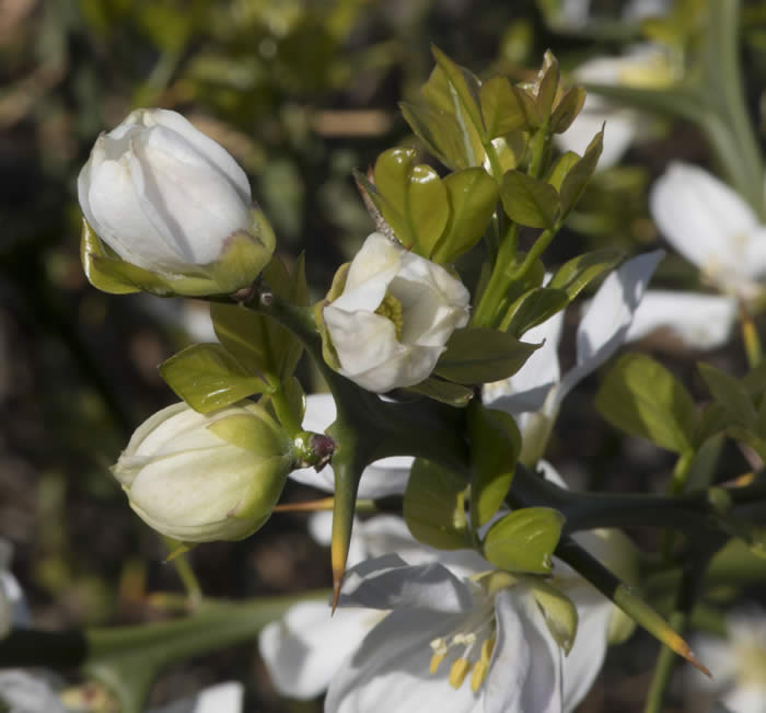 BigLeaftrifoliateCRC4006011