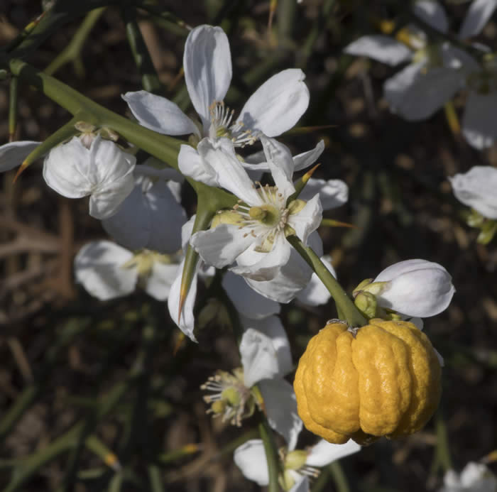 BigLeaftrifoliateCRC4006012