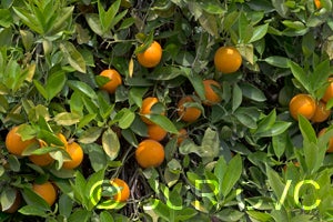 BiondoCommunesweetorangeCRC3866003