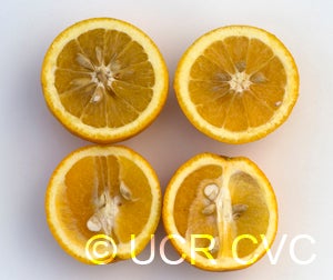 BiondoCommunesweetorangeCRC3866004