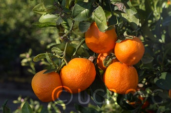 BishopRedRangpurlimeCRC2451005