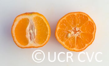 BishopRedRangpurlimeCRC2451008