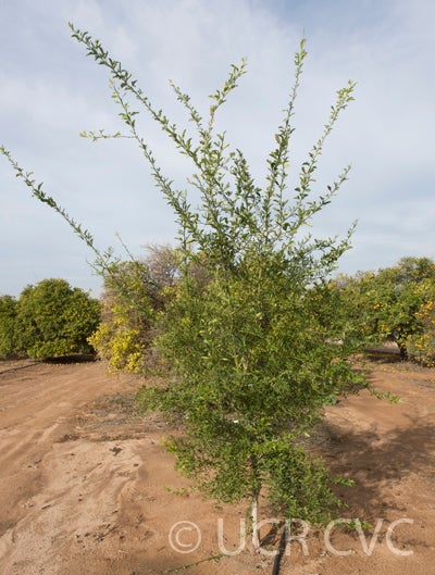 BittersC-22citrandarinCRC4219001