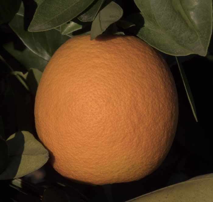 BittersnavelorangeCRC4228002