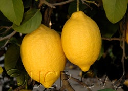 BlanchardEurekacrc3499012