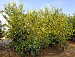 BlanchardEurekacrc3499006