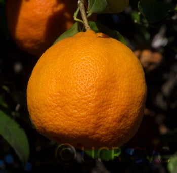 BorneoRangpurlimeCRC2424003