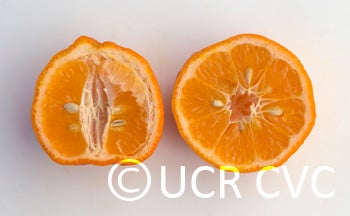 BorneoRangpurlimeCRC2424006