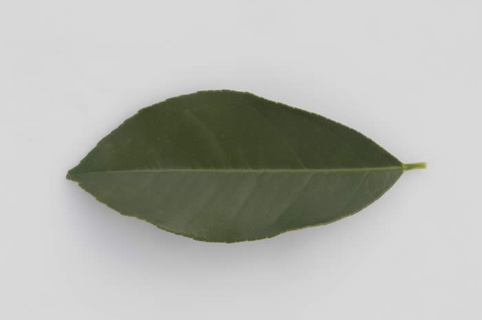 BorneoRangpurlimeCRC2424007