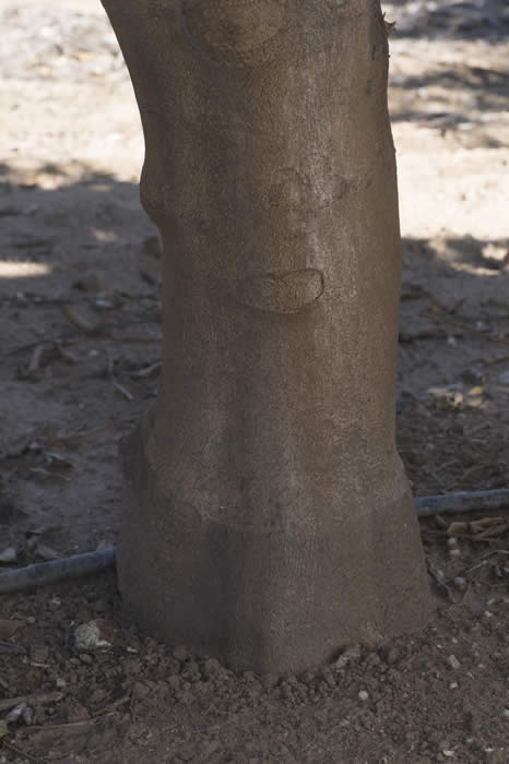 BorneoRangpurlimeCRC2424008